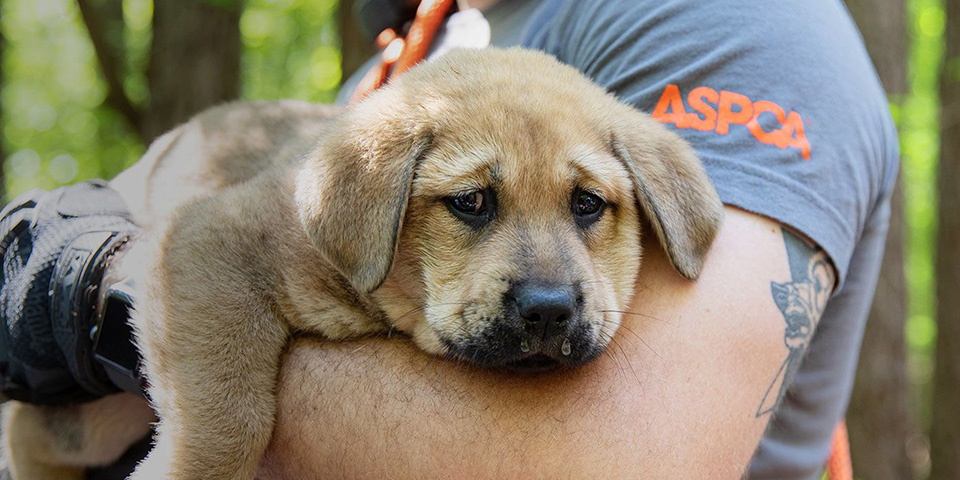 ASPCA
