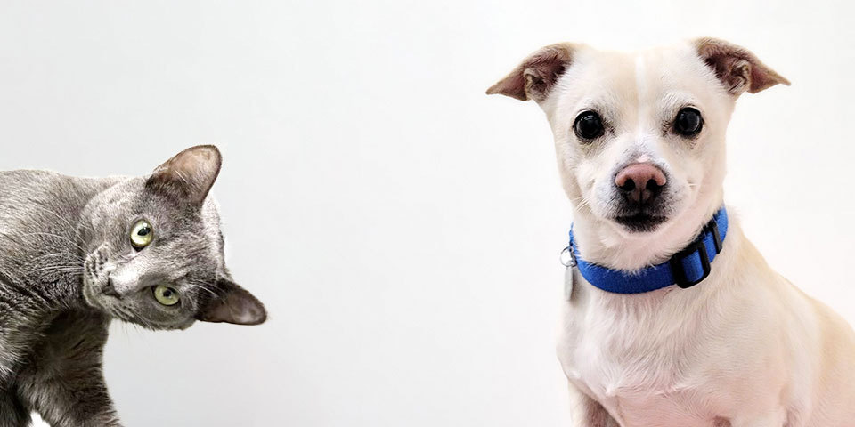 Homeward Pet Adoption Center