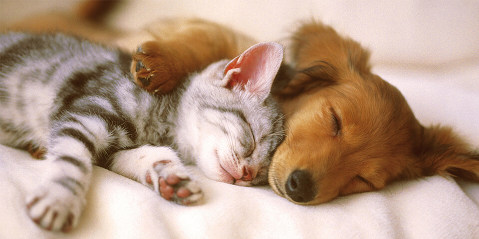 The Humane Association Of Wilson County, Inc (D.B.A. New Leash on Life)
