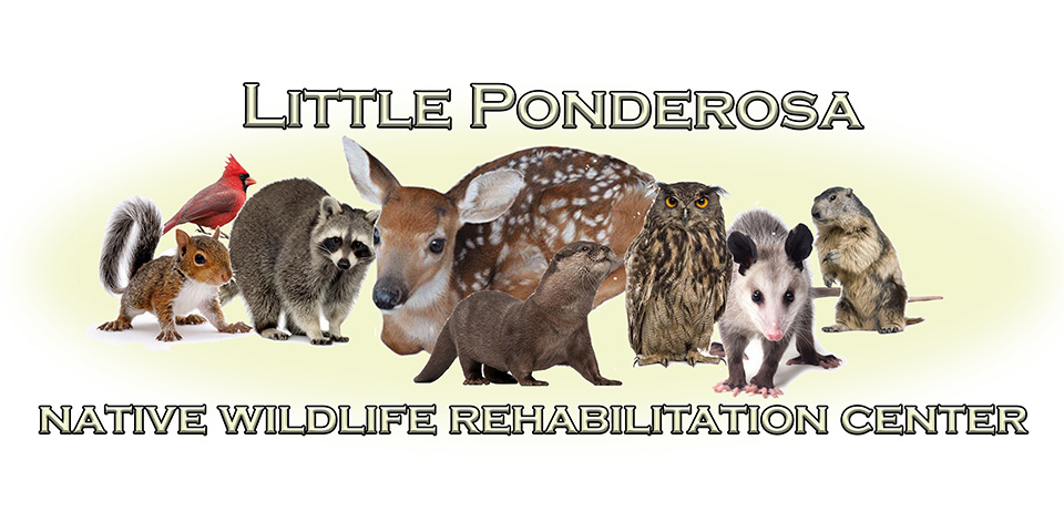 Little Ponderosa Zoo And Rescue Inc