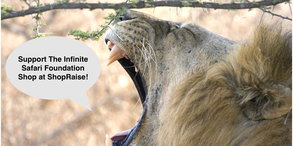 Infinite Safari Foundation
